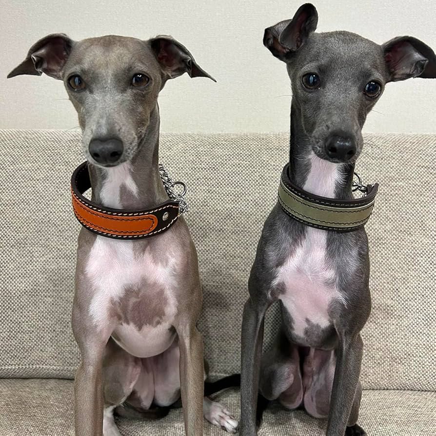 イタグレサンプル Amazon | Extra+Heavy 小型犬 イタグレ ミニピン用 3.5cm幅 革